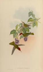Eustephanus galeritus = Sephanoides sephaniodes
